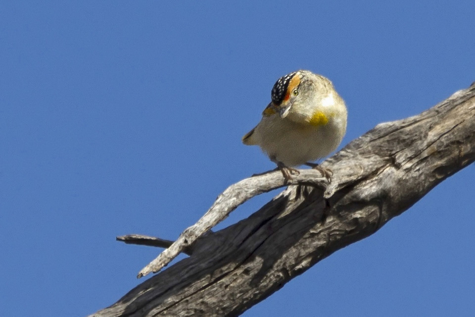 Red-browed Pardalote (Pardalotus rubricatus)